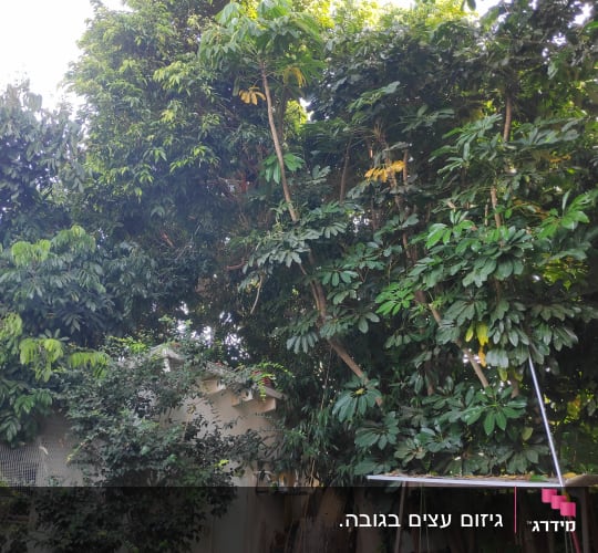 עץ גבוה עם עלים ירוקים, כלי גיזום ארוך